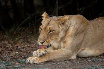 Lioness grooming paws
