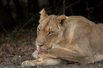Lioness grooming paws