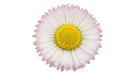 Bellis Perennis Daisy Flower Macro Shot