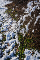 Snow-covered branches with patches of green grass peeking through the melting snow under bright winter sunlight