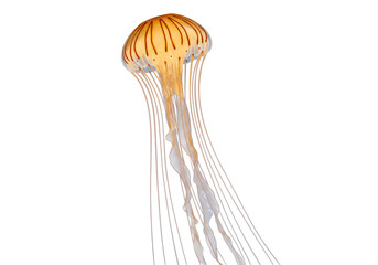 Isolated Translucent Jellyfish with Orange Stripes
