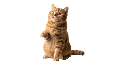 Adorable Ginger Cat Sitting On Hind Legs