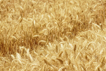 Aesthetic simplicity of traditional farming landscape: wheat spikes glowing in the sun, highlighting simple rural charm. Nature-inspired backgrounds: close-up of a field with ripening grain crops.