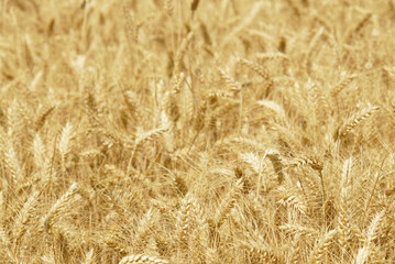 Sunlit field of ripe wheat. Symbolizing climate-resilient agriculture, food system adaptation,...