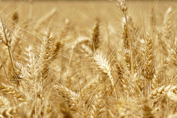 Summer background from the village: golden ears of grain crops. Bread production process: stage of...