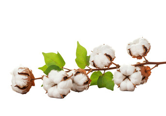Isolated Cotton Branch with Bolls and Leaves
