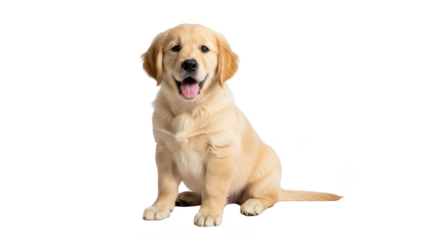 Adorable Golden Retriever Puppy