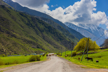 Group of horses walking on a serene mountain road