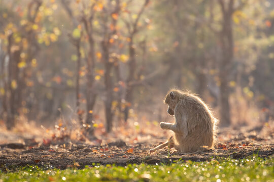 Chacma baboon at waterhole