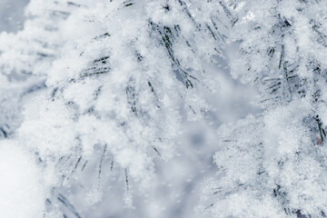 Pine tree branches are covered frost, nature winter background, snowy fir needles close up....
