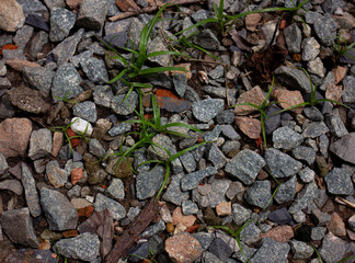 Fresh green weeds growing through a layer of gravel and rocks on the ground. A concept of life and...