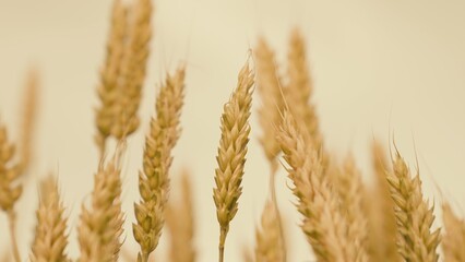 grainfield. Beautiful rural landscape of nature. The concept of a rich harvest ears of golden...