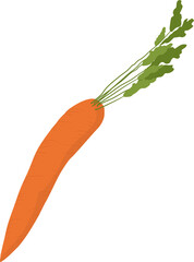 Carrot Vegetable Illustration