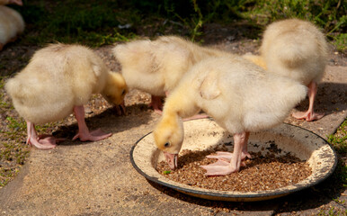 Young fluffy goslings eating grain from a bowl outdoors on a sunny day. The baby geese are feeding on a natural surface, creating a warm and rustic farm atmosphere