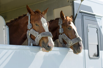 Two bored horses on a transport trailer. close up