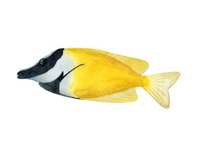 Watercolor fish of red sea. Foxface fish. Rabbit fish. Siganus Vulpinus