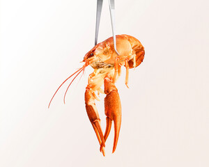 Norwegian lobster and tweezer