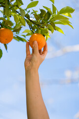 Hand of a woman collecting oranges from the tree