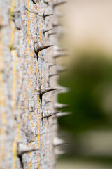 Spikes on the tree bark