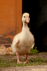Cute fluffy gosling standing on the ground in front of a wooden structure. The young bird looks directly at the camera with a curious expression, creating a warm and charming farmyard scene.
