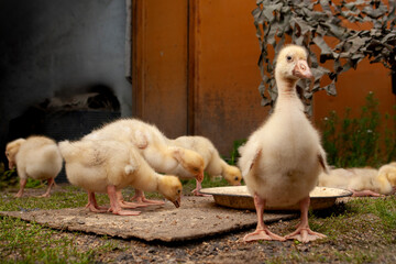 Cute fluffy gosling standing on the ground in front of a wooden structure. The young bird looks directly at the camera with a curious expression, creating a warm and charming farmyard scene.