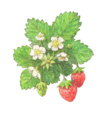 イチゴの水彩色鉛筆イラスト