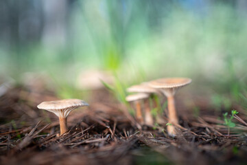 Hongos