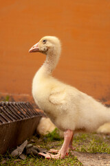 One Young fluffy goslings eating grain from a bowl outdoors on a sunny day.