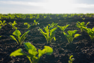 Rows of vibrant sugar beet seedlings stretch across fertile soil, basking in the golden sunlight of...