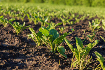 Green sugar beet seedlings thrive in rich, dark soil, soaking up sunlight in a fertile field during the vibrant growth season