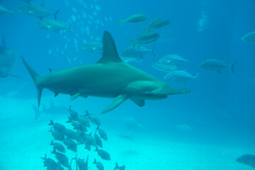 Scalloped hammerhead (Sphyrna lewini) under water