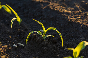 Young corn plants emerge from dark, fertile soil, reaching eagerly toward the clear sky during a...