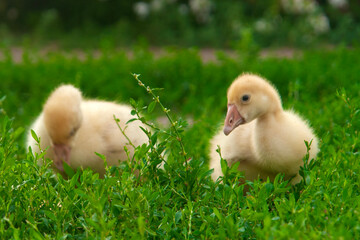 Two fluffy goslings are walking on the green grass, creating a peaceful and charming village scene with natural light.