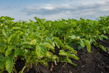 Vibrant potato plants flourish in fertile earth, reaching towards the sky while the clouds drift...