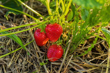 Juicy red strawberries rest on natural straw, showcasing their vibrant color and freshness in a...