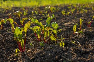 Healthy beetroot plants sprout from fertile soil under bright sunshine, promising a bountiful...