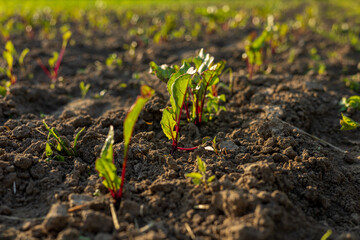 Bright green beet sprouts rise from dark, fertile soil in a radiant field at sunset, showcasing the...