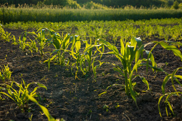 Young corn sprouts emerge from rich soil, basking in warm sunlight amidst surrounding greenery that...