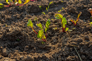 Green beet sprouts emerge proudly from rich, dark soil, basking in sunlight on a clear, productive day in the field