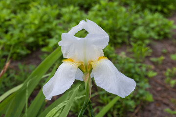 White flower of iris close-up on a blurred background
