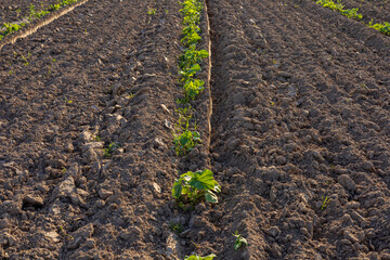Rows of young pumpkin plants spread across a newly prepared field, showing fresh soil and growing...
