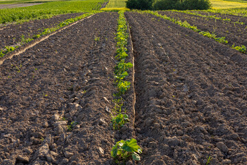 Rows of freshly tilled earth highlight the pumpkin plants thriving under the sun, showcasing...