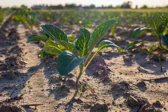 Young cabbage plants stand tall in a farm field, basking in sunlight, showcasing vibrant green leaves against dry soil
