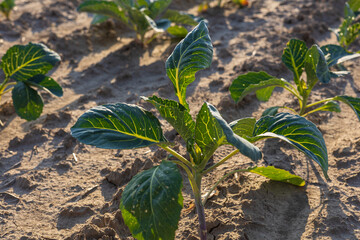 Cabbage plants sprout from rich soil in a field, basking in sunlight as they begin to establish...
