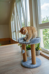 A ginger British cat sits on a scratching post in a room.