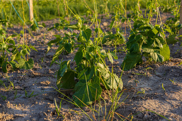 Several green bean plants thrive in a field, with healthy leaves emerging from the soil in bright sunlight