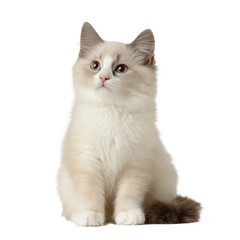 Obraz premium ragdoll cat