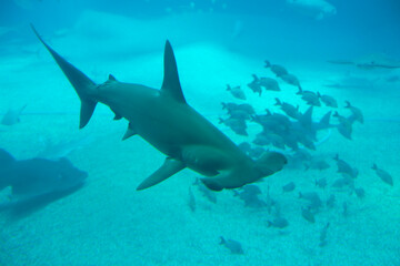 Scalloped hammerhead (Sphyrna lewini) under water