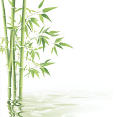 bamboo plants