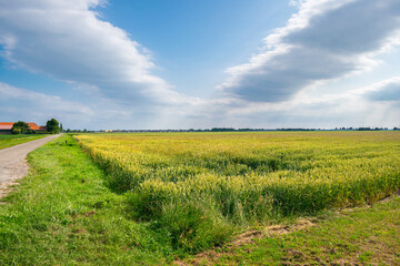 Example of cloud streets, parallel cloud bands, over a wheat field